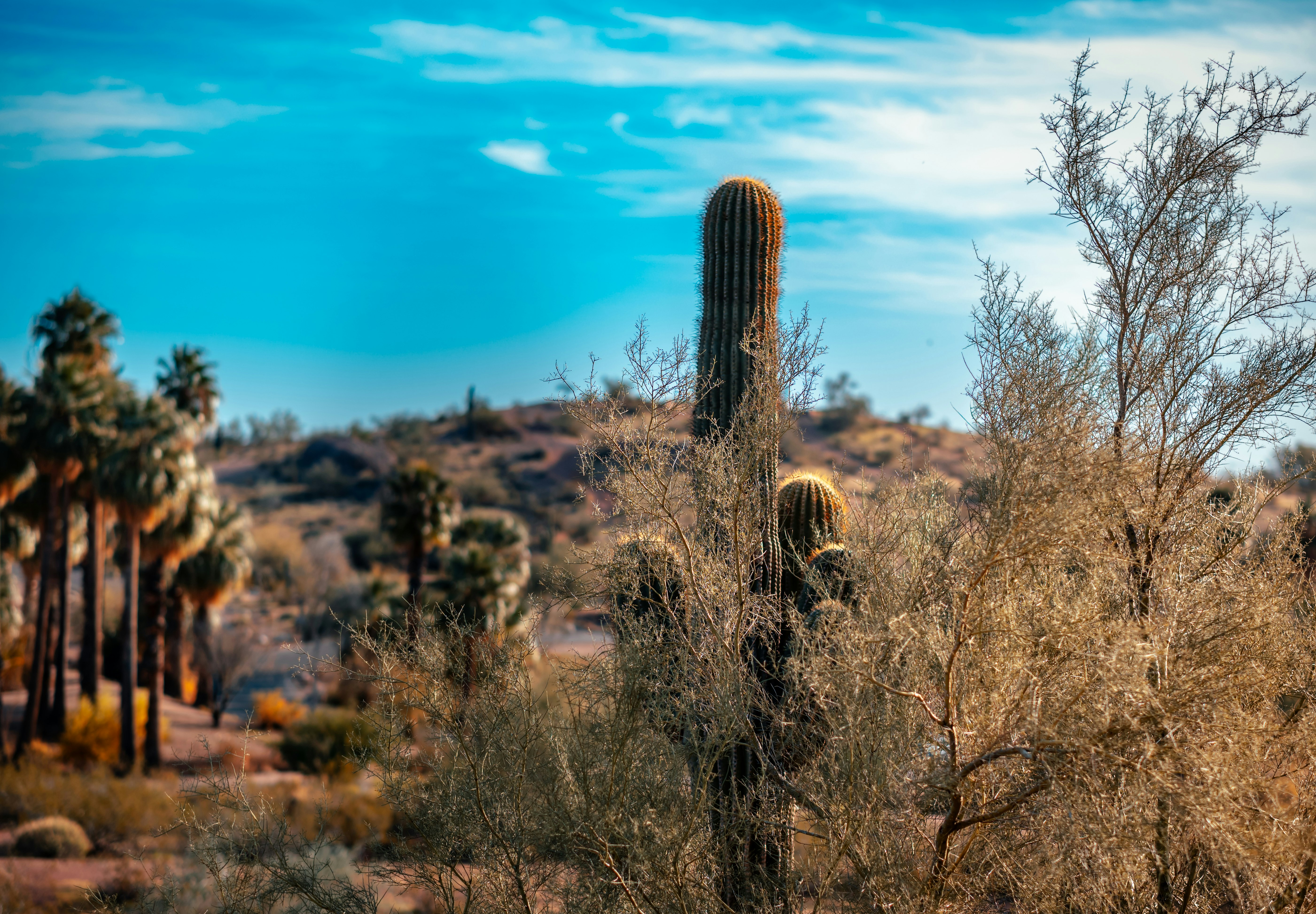 green cactus scenery